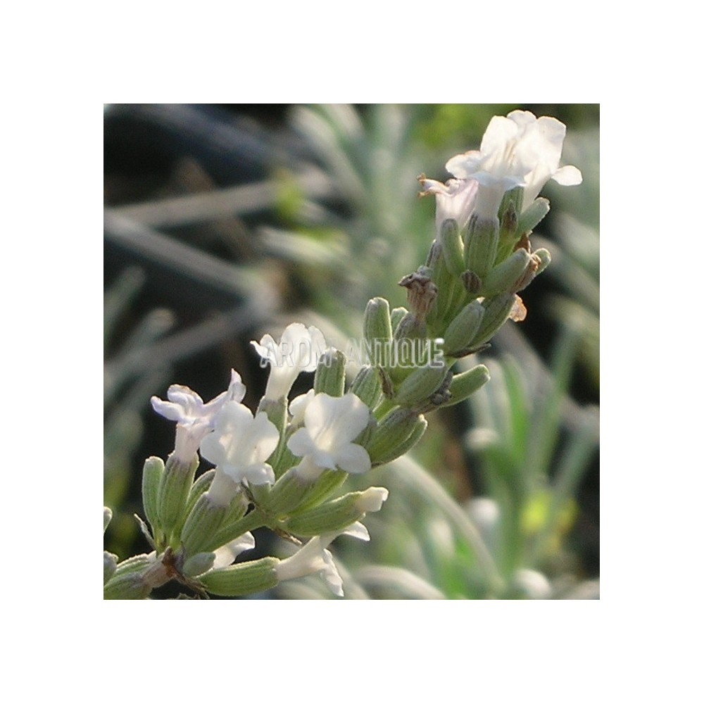 Lavande blanche