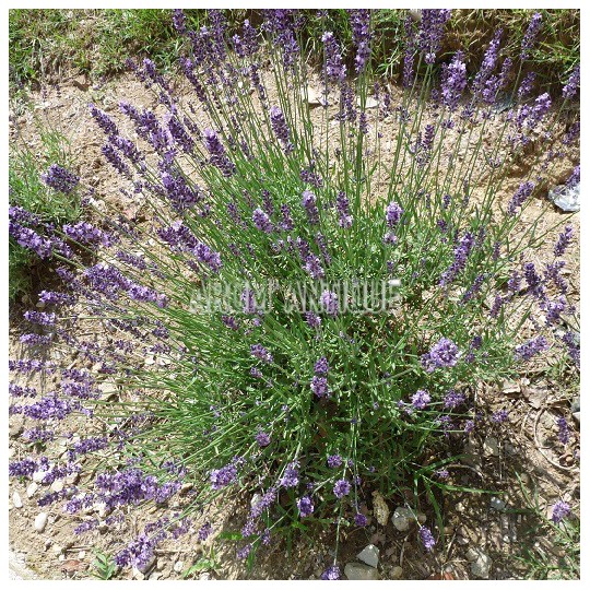 Lavande officinale