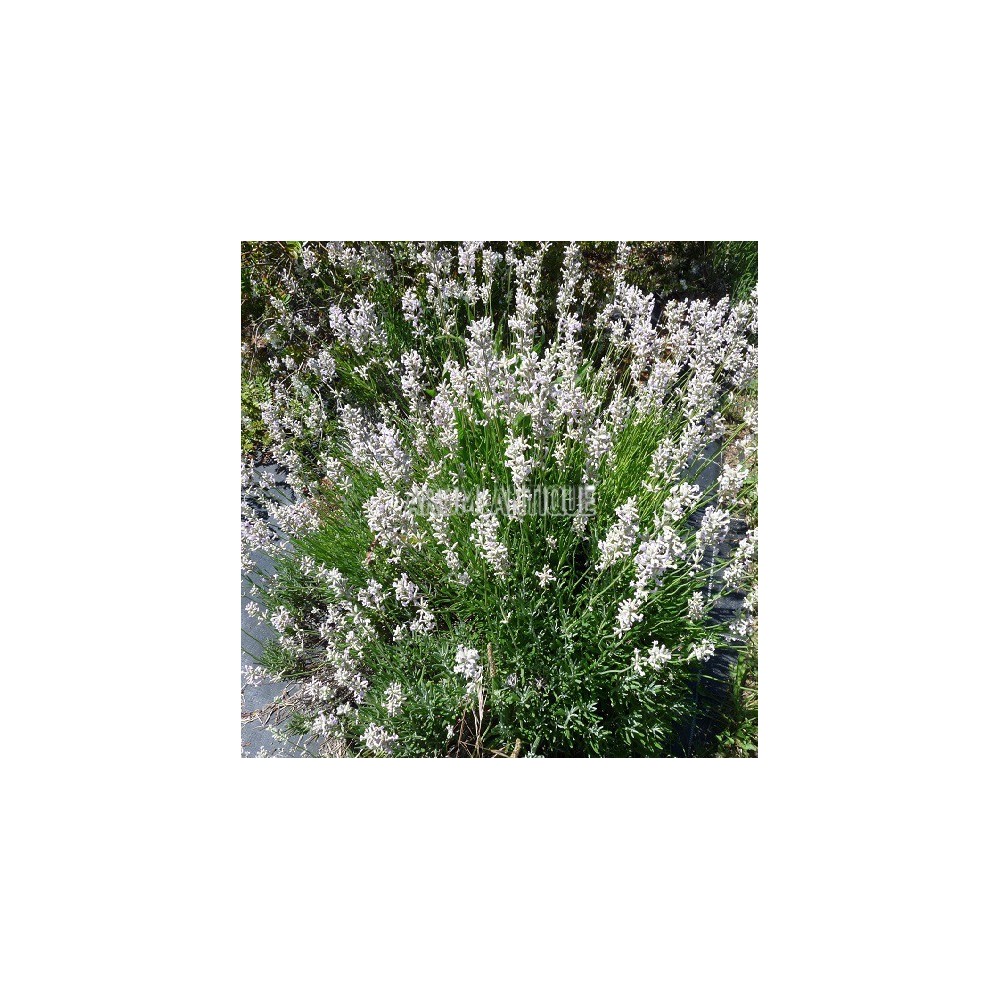 Lavande blanche