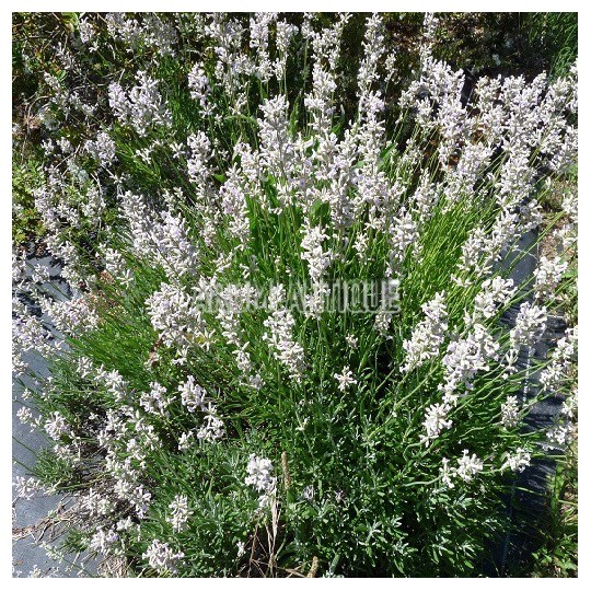 Lavande blanche