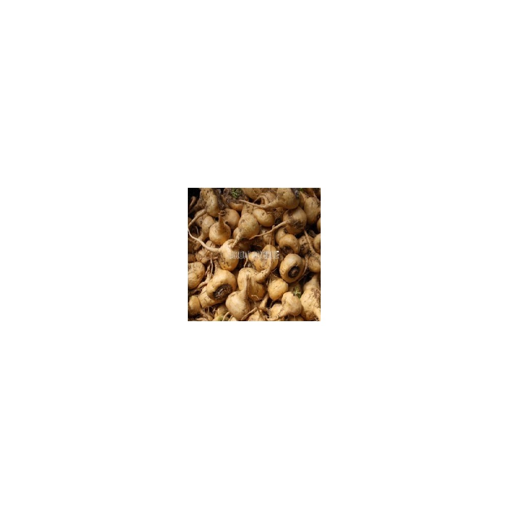 Maca du Pérou