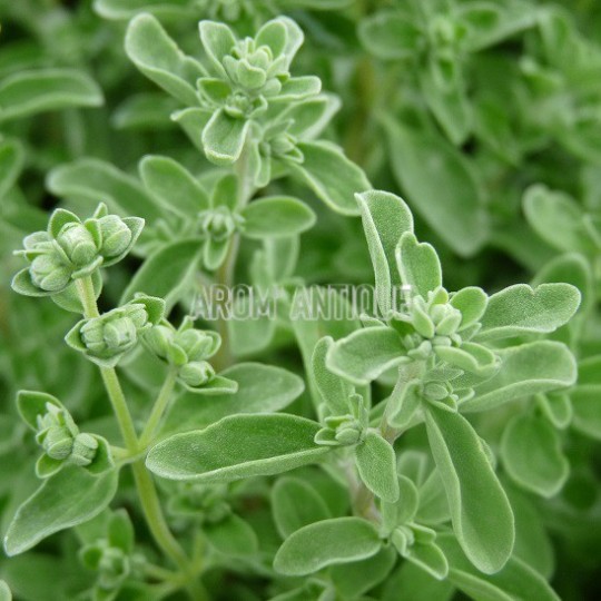Marjolaine Italienne Origan Dubium Arom antique Aromatiques Bio Marjolaine Italienne Origan Dubium Arom antique Aromatiques Bio