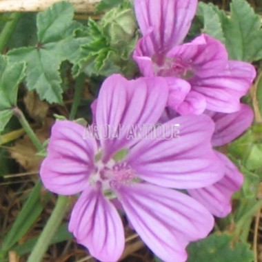 Mauve sylvestre de Mauritanie Bio