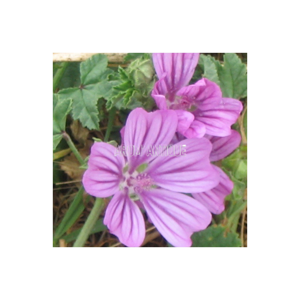 Mauve sylvestre