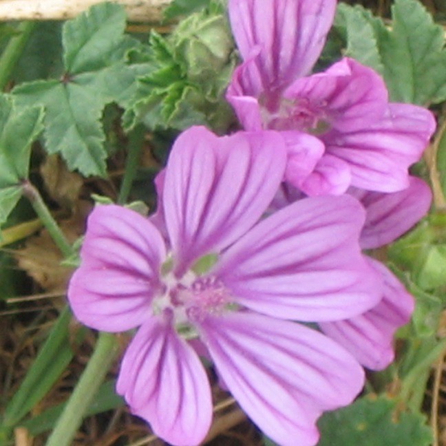 Manger des plantes sauvages comestibles