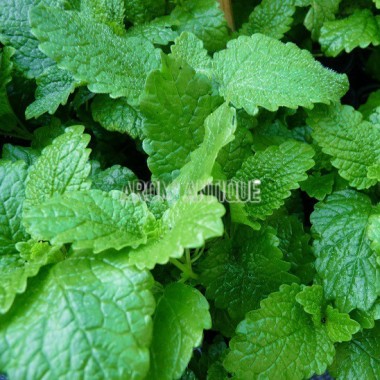 Mélisse officinale 2
