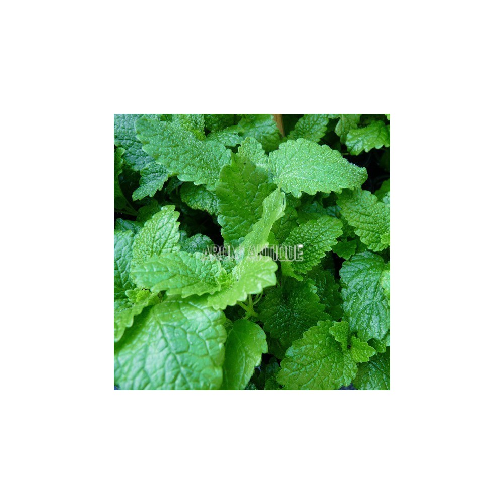 Mélisse officinale