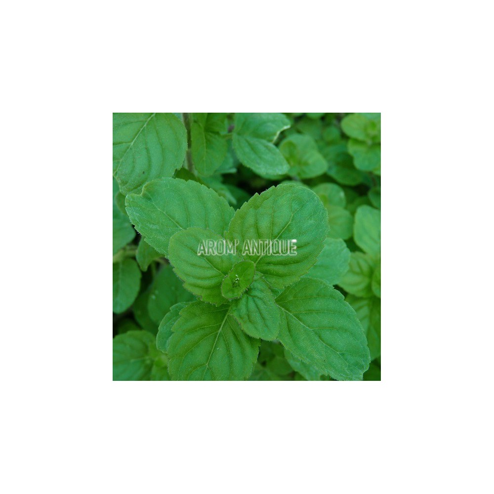 Menthe ananas