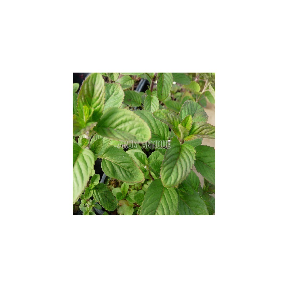 Menthe ananas