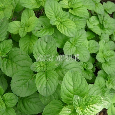Menthe aquatique 2