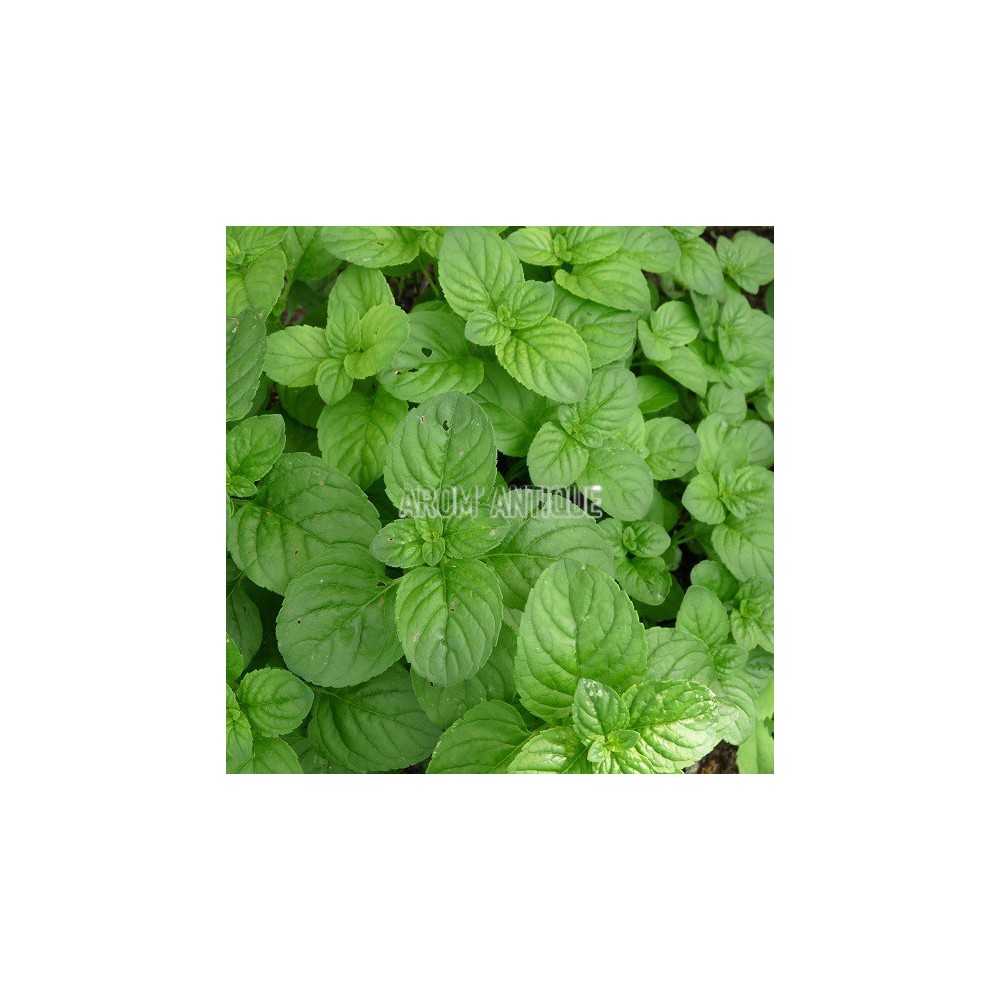 Menthe aquatique