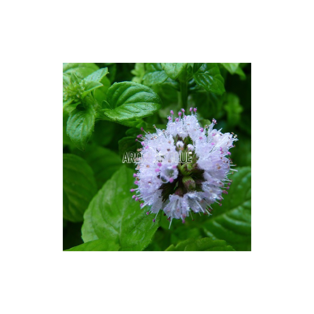 Menthe aquatique