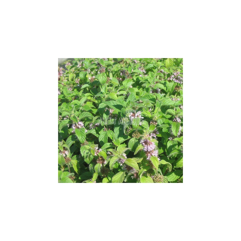 Menthe banane
