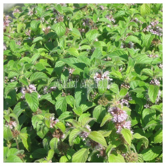Menthe banane