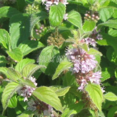 Menthe banane 2