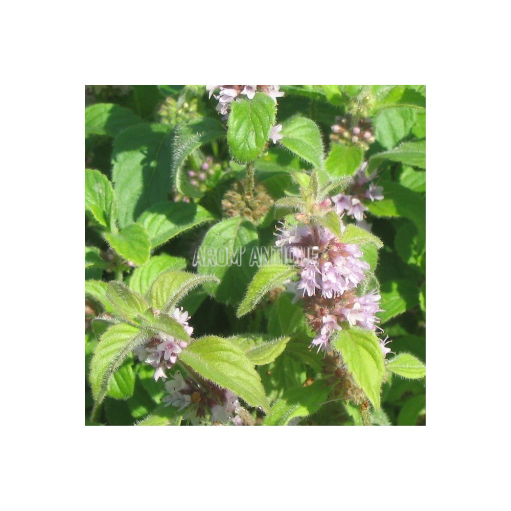 Menthe banane