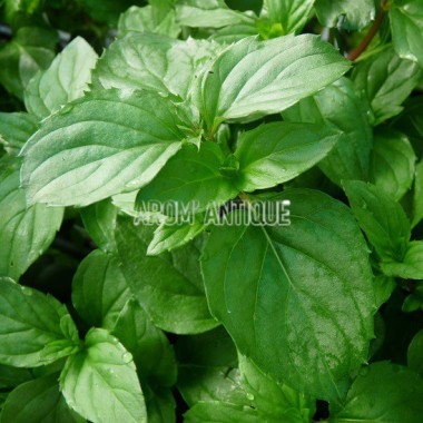 Menthe basilic Bio