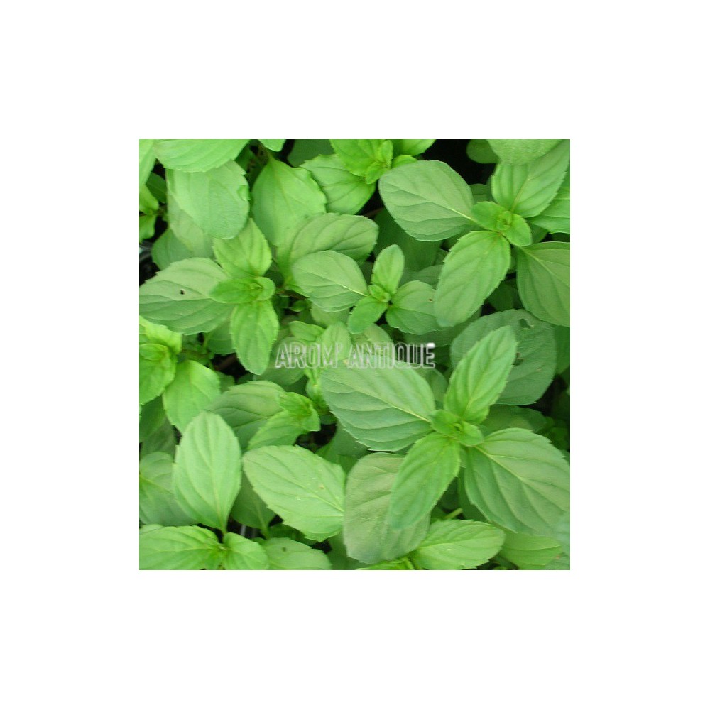 Menthe bergamote