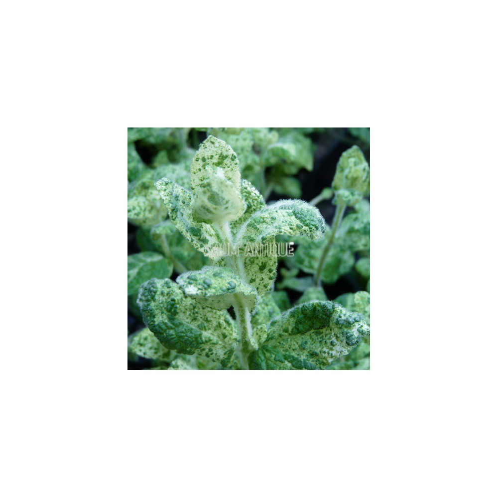 Menthe Calixte
