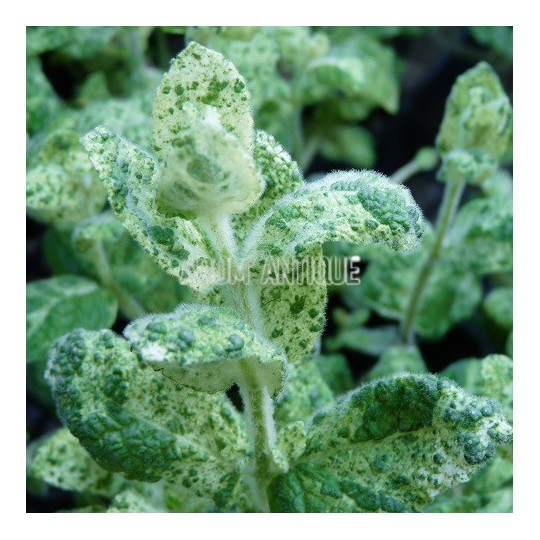 Menthe Calixte