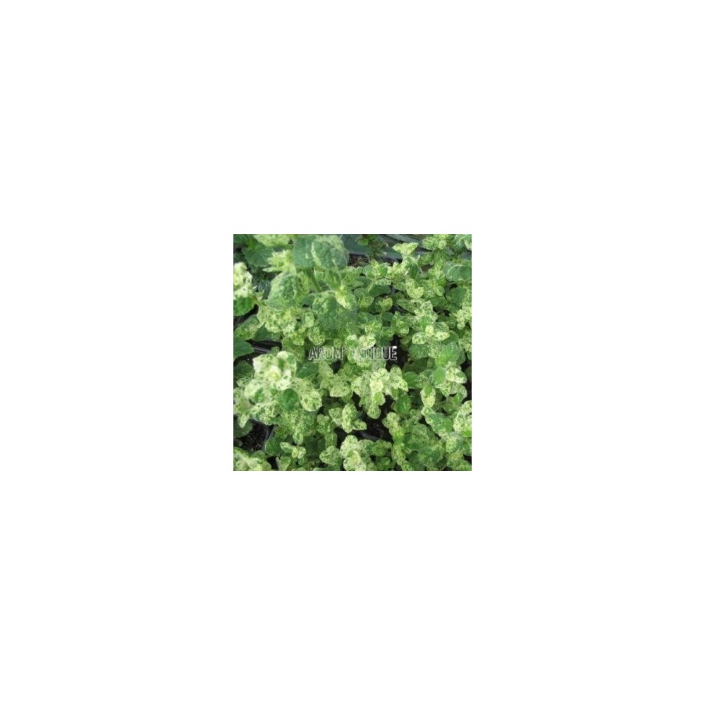 Menthe Calixte