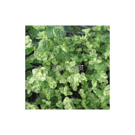 Menthe Calixte