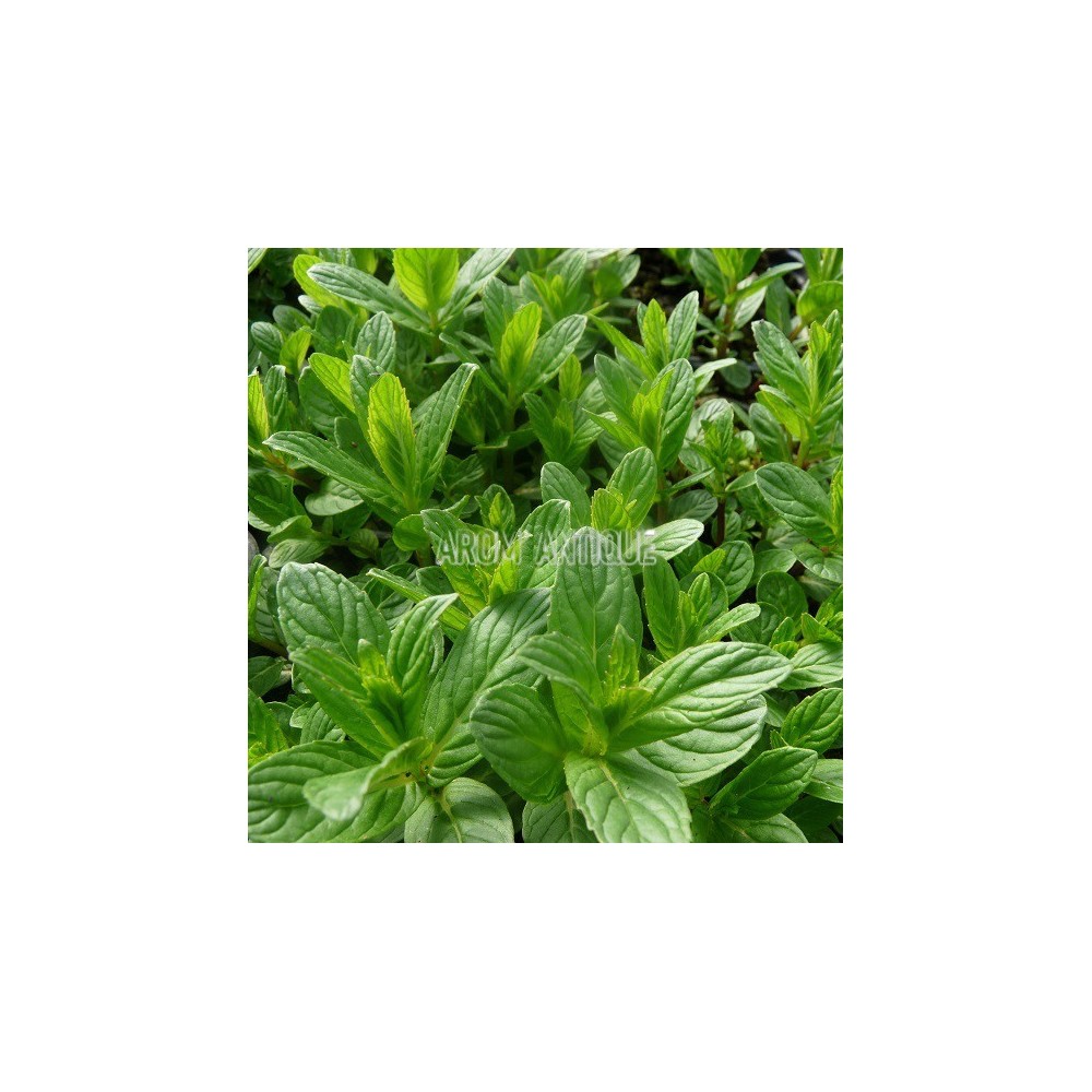 Menthe chinoise
