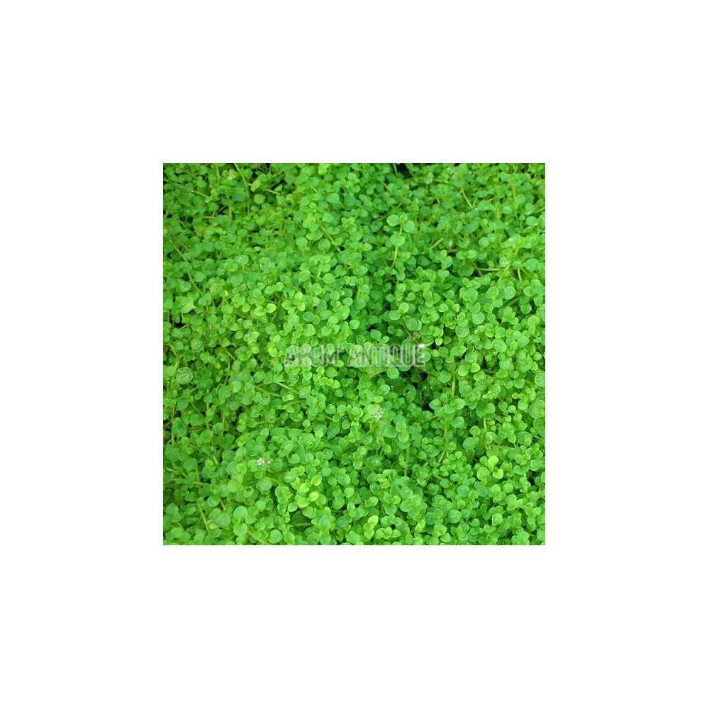 Menthe corse