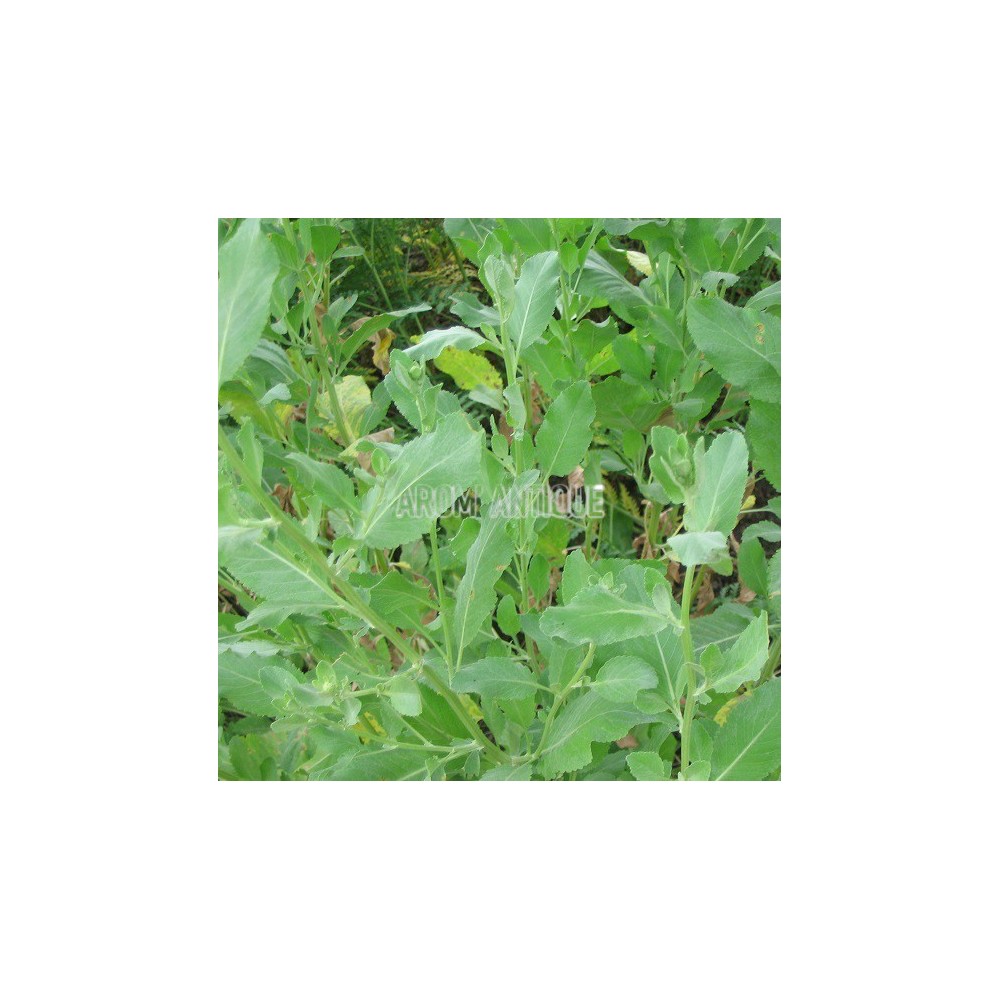 Menthe coq