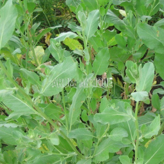 culinary sage plant Culinary Sage – Fragrant Perennial Herb Seeds 2 Packets main image 0