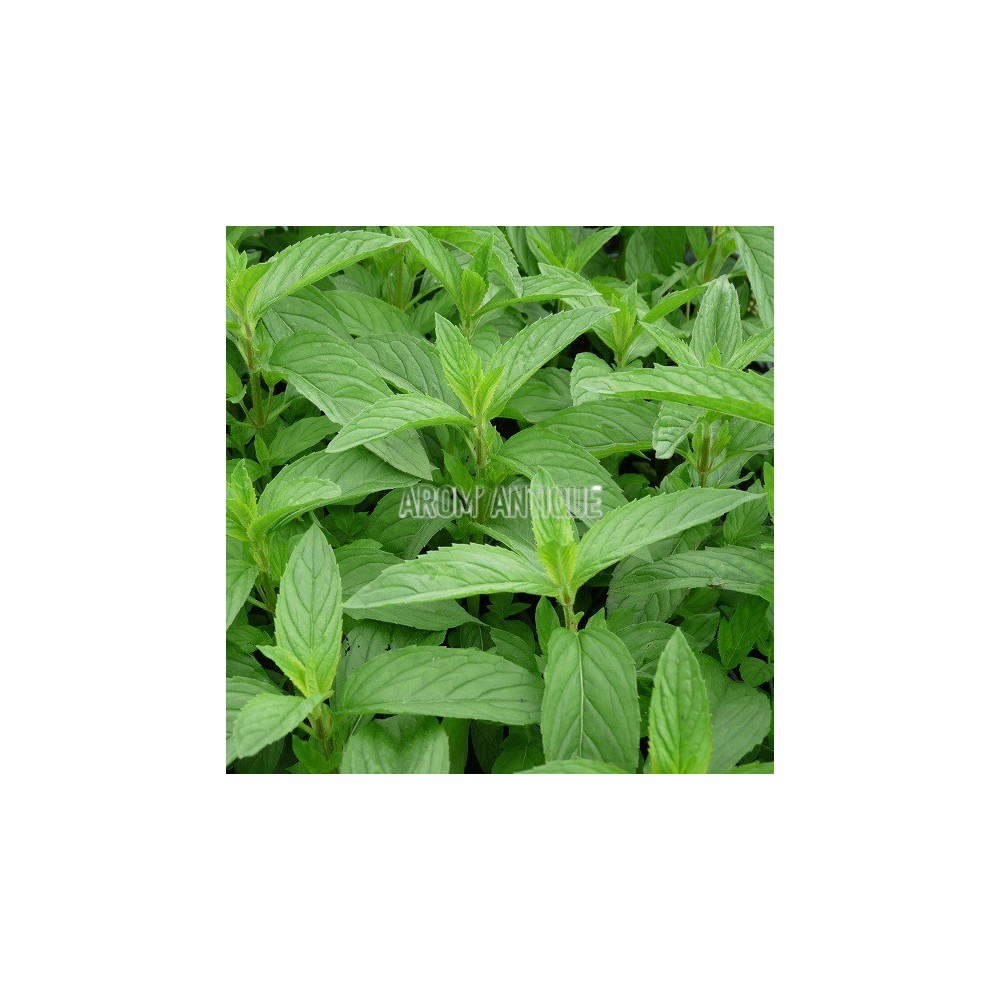Menthe citron