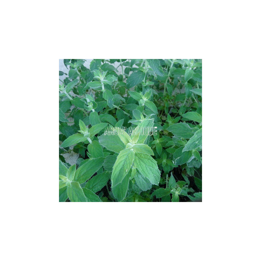 Menthe buddleia
