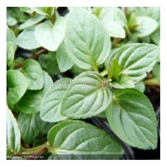 Menthe chocolat