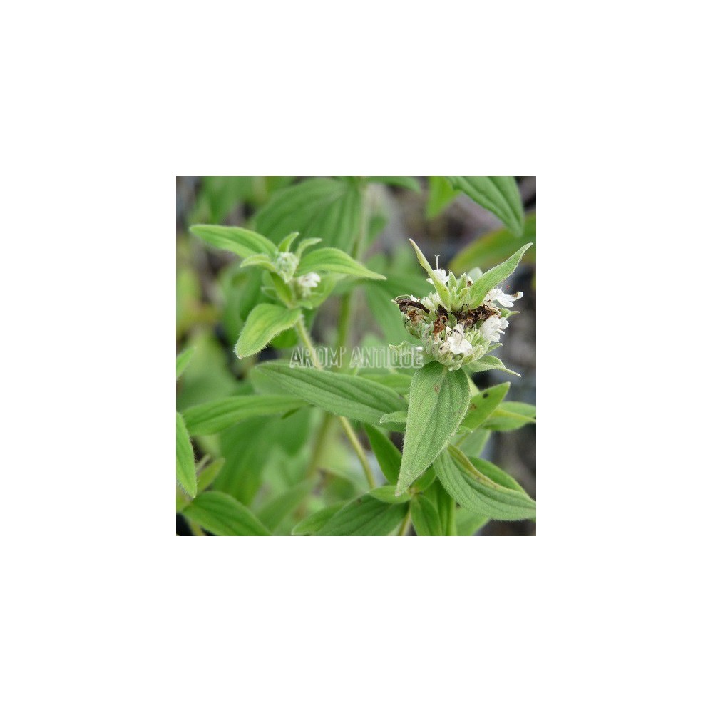 Menthe des montagnes