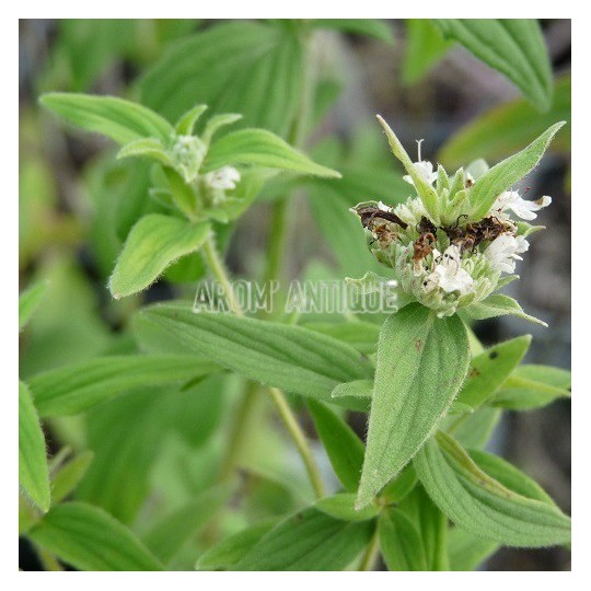 Menthe des montagnes