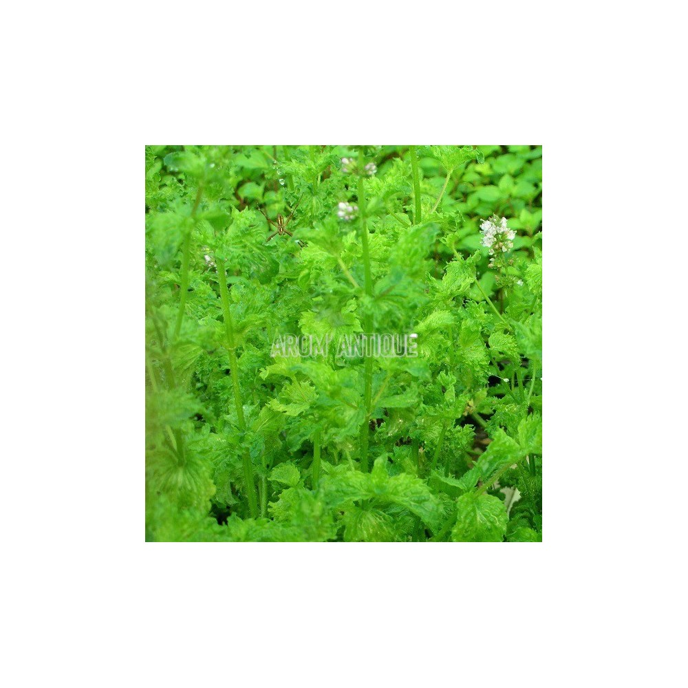 Menthe crispée