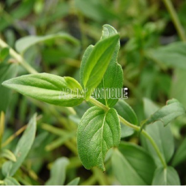 Menthe des montagnes du Missouri 2