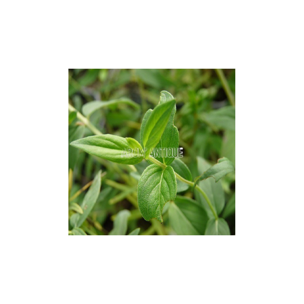 Menthe des montagnes du Missouri