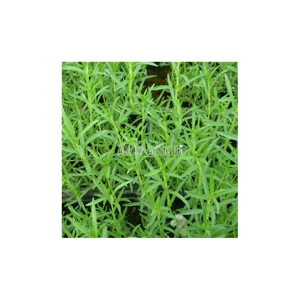 Menthe des cerfs