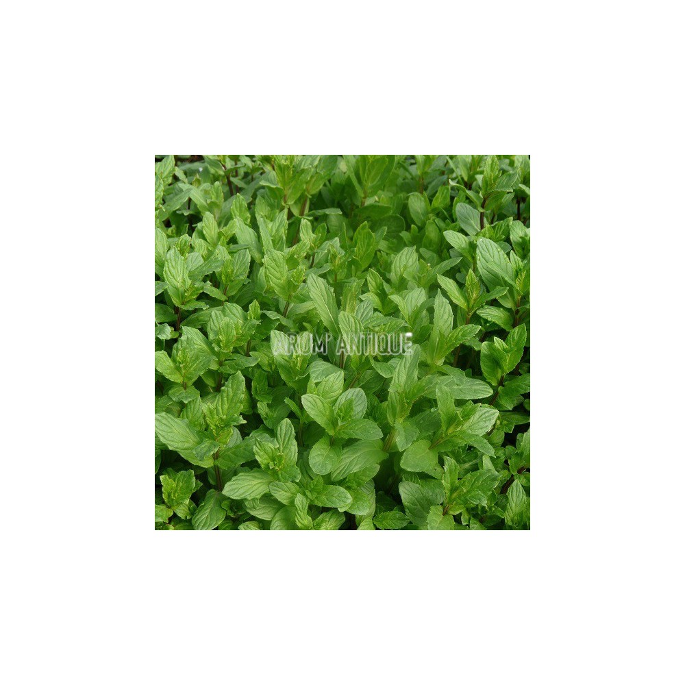 Menthe du Canada