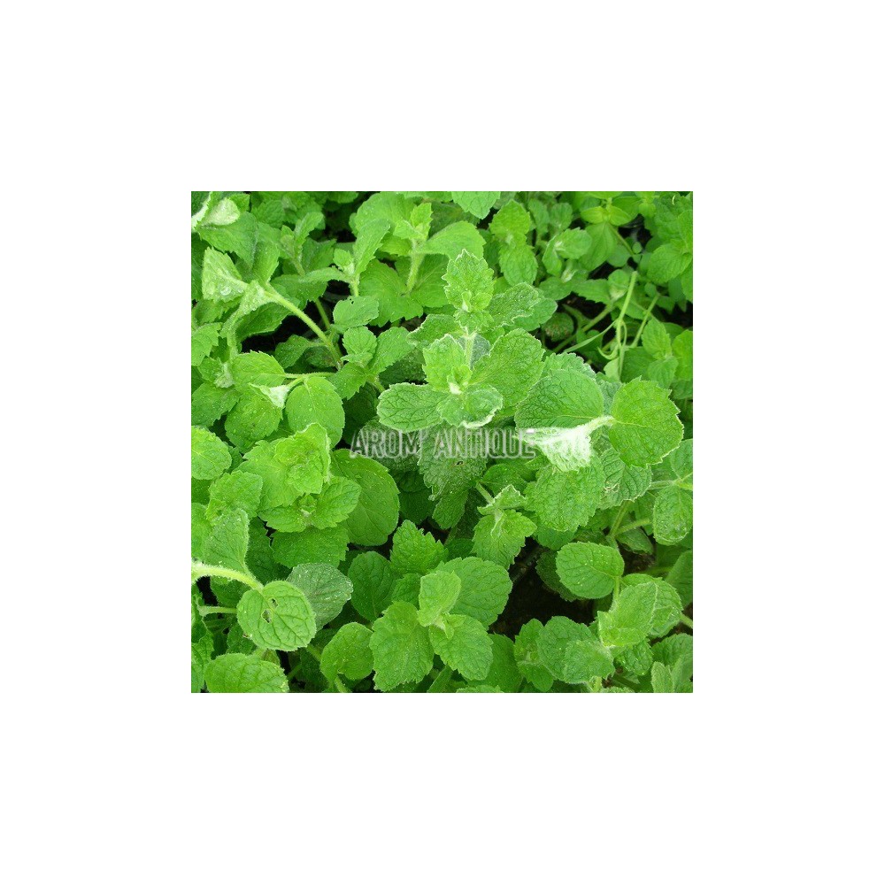 Menthe pomme