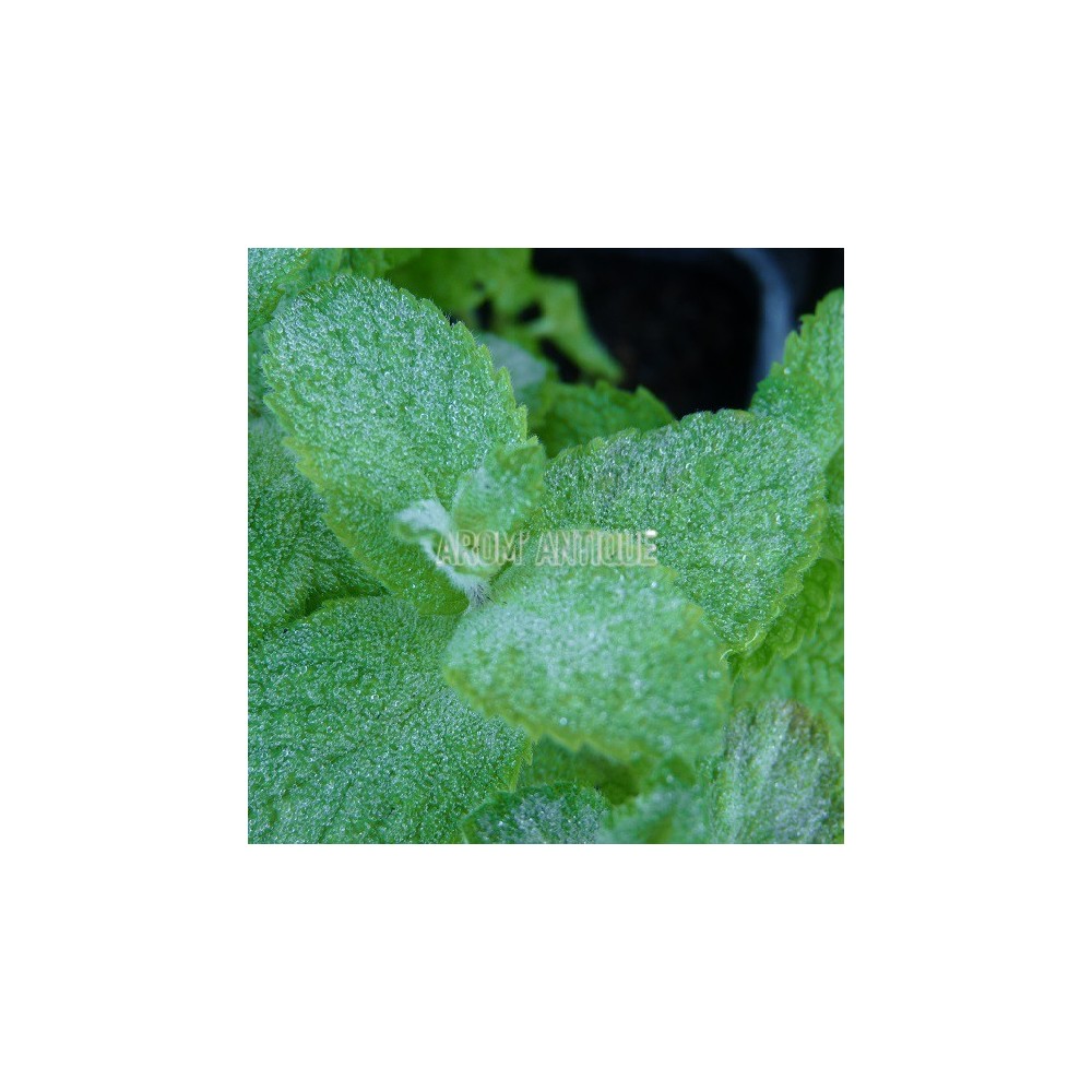 Menthe pomme