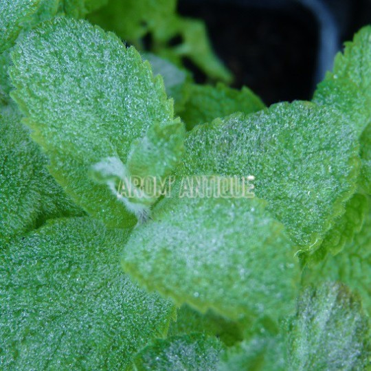 Menthe pomme