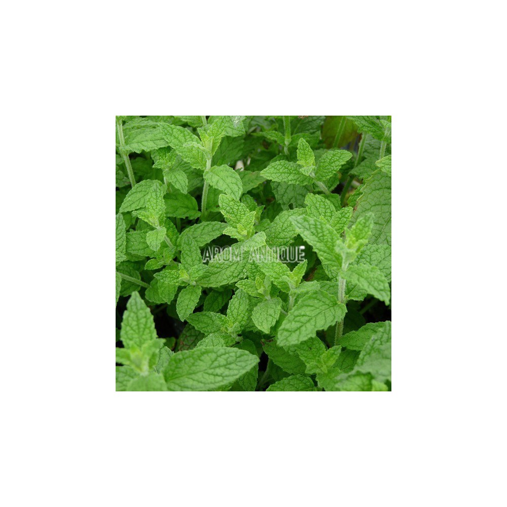 Menthe fraise