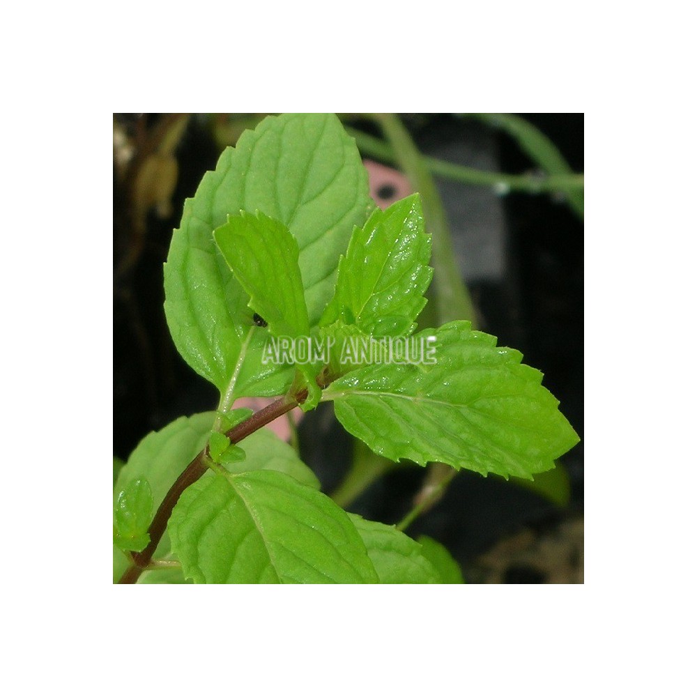 Menthe gingembre