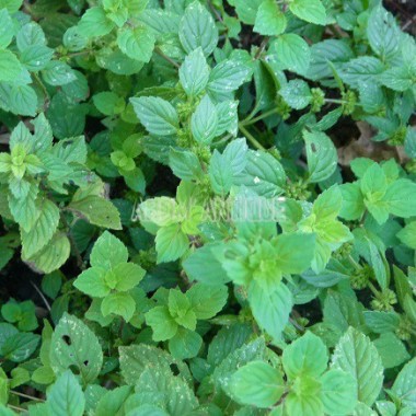 Menthe gingembre 2
