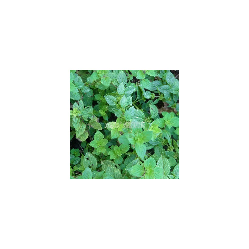 Menthe gingembre
