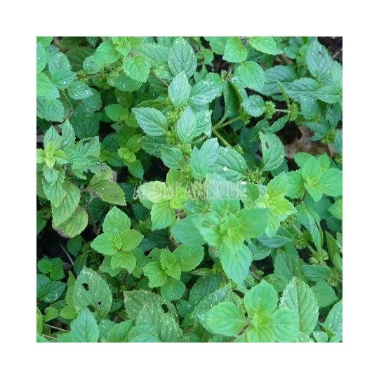 Menthe gingembre