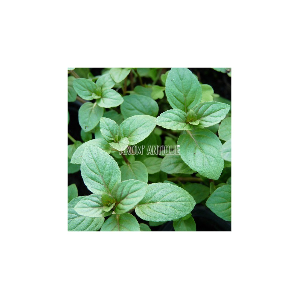 Menthe Mitcham