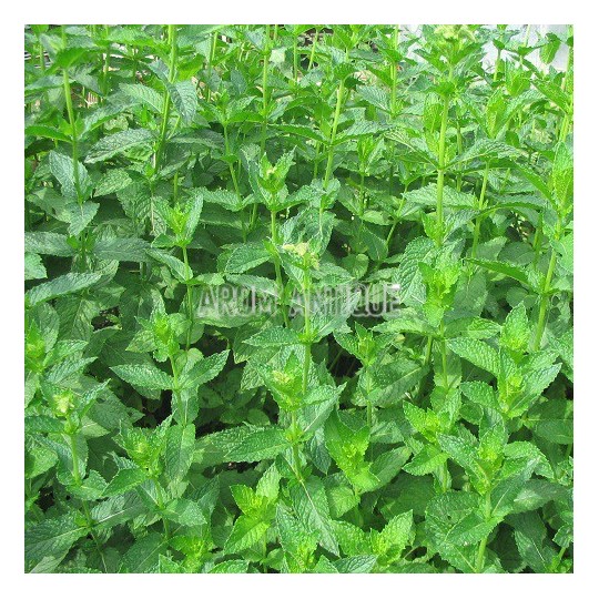 Menthe marocaine